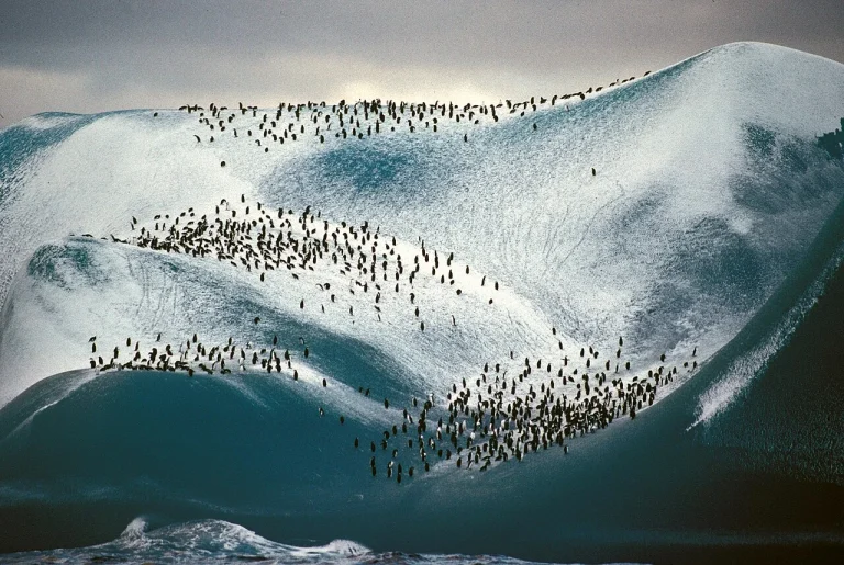 Adéliepinguine auf einem Eisberg im Weddellmeer