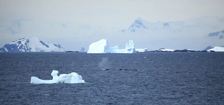 Buckelwal zwischen Eisbergen in der Gerlache Strait